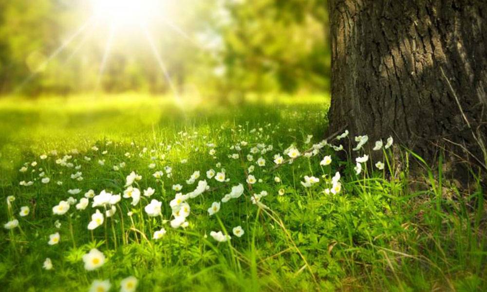 طقس ربيعي مسيطر.. ماذا عن درجات الحرارة في الأيام المقبلة؟