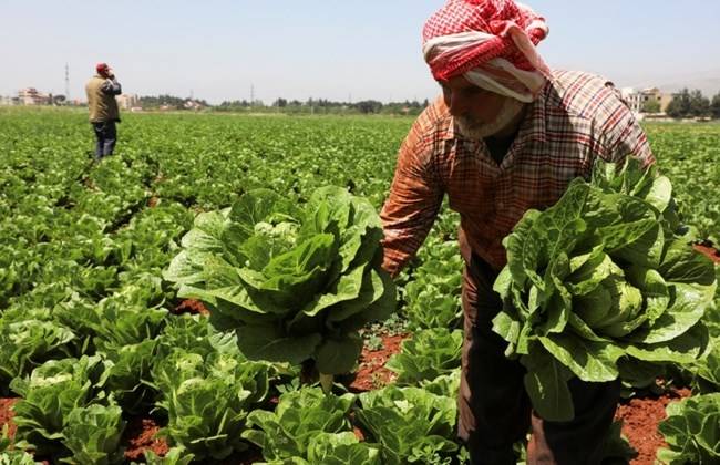"المزارع هو الوحيد من افلس".. ترشيشي: سعر الخسة في البقاع بالجملة اقل من 100 ليرة