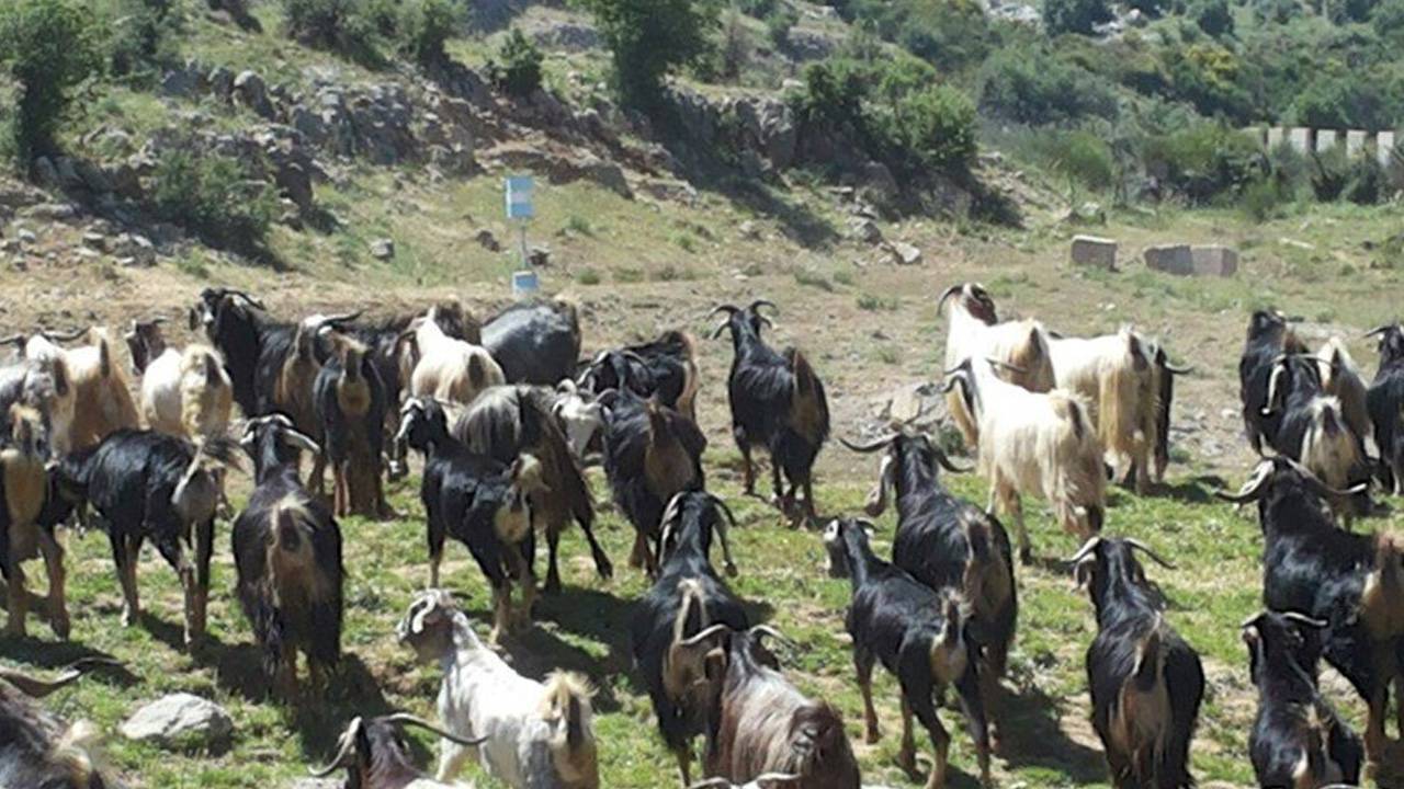 العدو سرق 250 رأس ماعز في مُرتفعات كفرشوبا
هاشم استنكر: للتمسّك بعوامل قوّتنا الوطنيّة