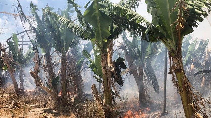 حريق كبير في بساتين موز وحمضيات في جنوب صور