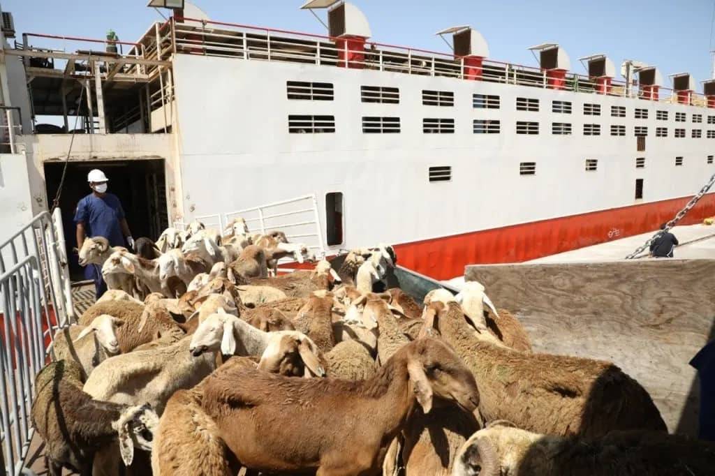 غرق سفينة تحمل 16 ألف رأس ماشية بميناء سواكن السوداني