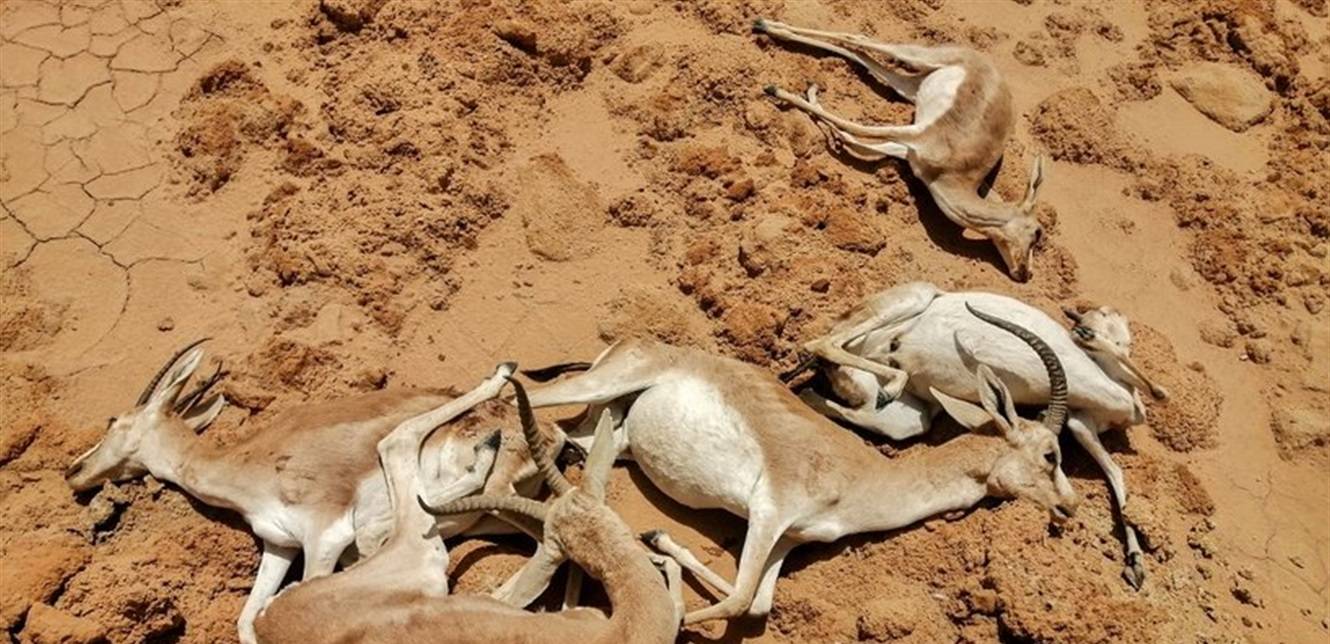 الجفاف يقتل نصف الغزلان بإحدى المحميات