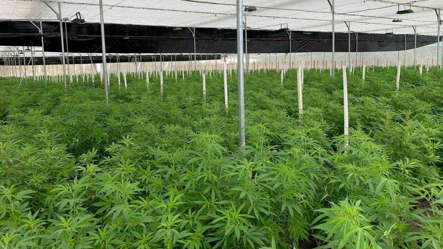 تقرير للأمم المتحدة: تعاطي المخدرات يتزايد ويتوسّع وإنتاج الكوكايين سجل رقماً قياسياً