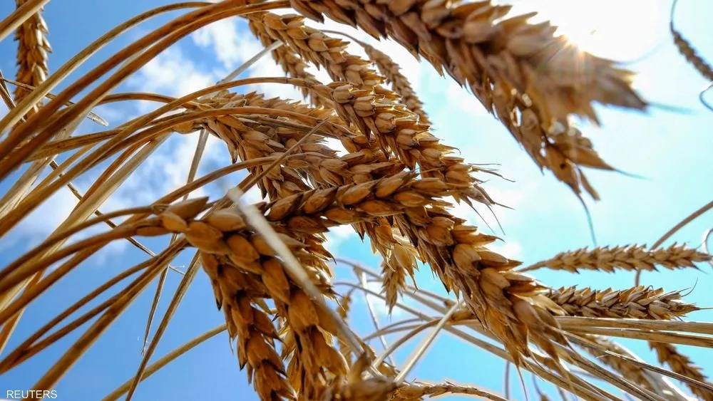 صادرات الحبوب الأوكرانية تتراجع بنسبة 43%