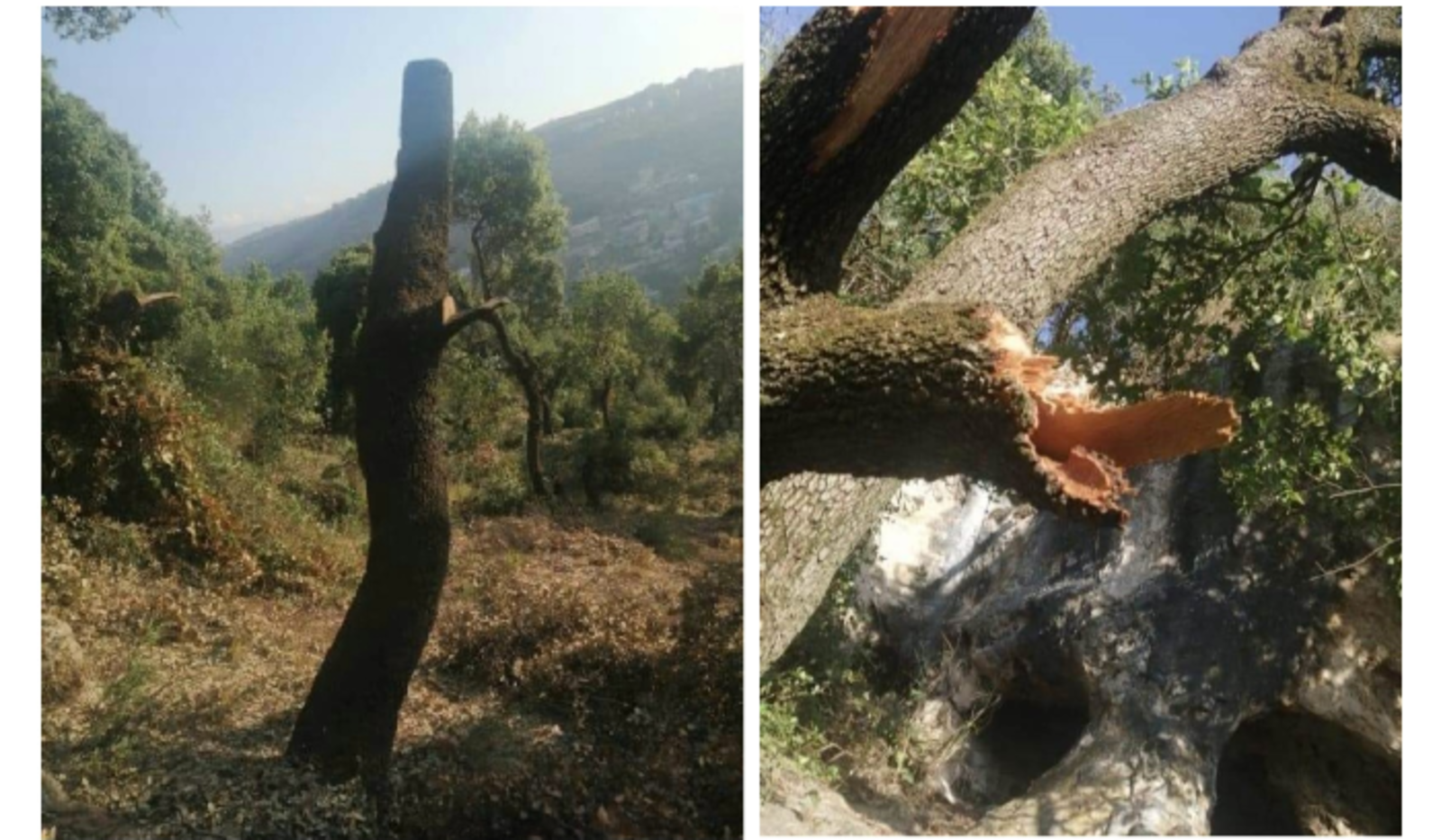 خطر إنجراف التربة.... ماذا يحصل في مشتى حسن؟