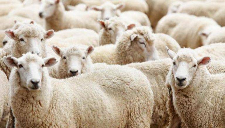في مصر.. أضحية العيد تتسبب في واقعة أليمة