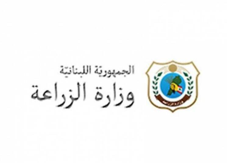 وزارة الزراعة: كميات القمح التي أصبحت جاهزة للطحن هي 31053 طن