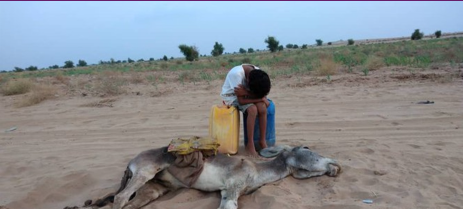 صورة تدمي القلوب.. طفل يبكي بجانب حمار مات عطشاً