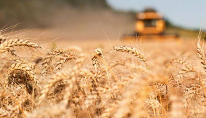 أسعار الحبوب العالمية تنخفض عن ذروتها.. والسبب؟