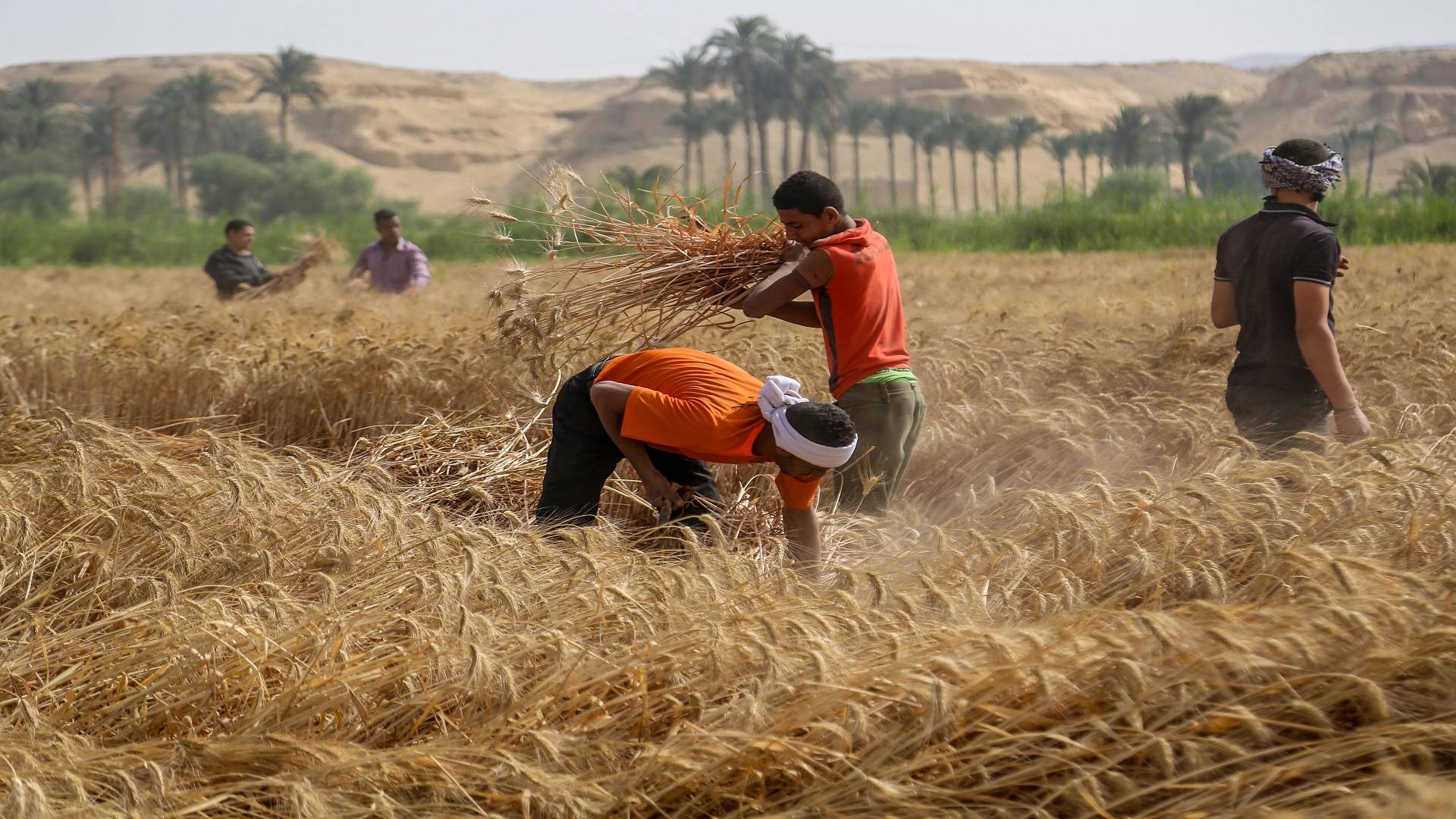 مصر ستلجأ الى الشراء المباشر للقمح
