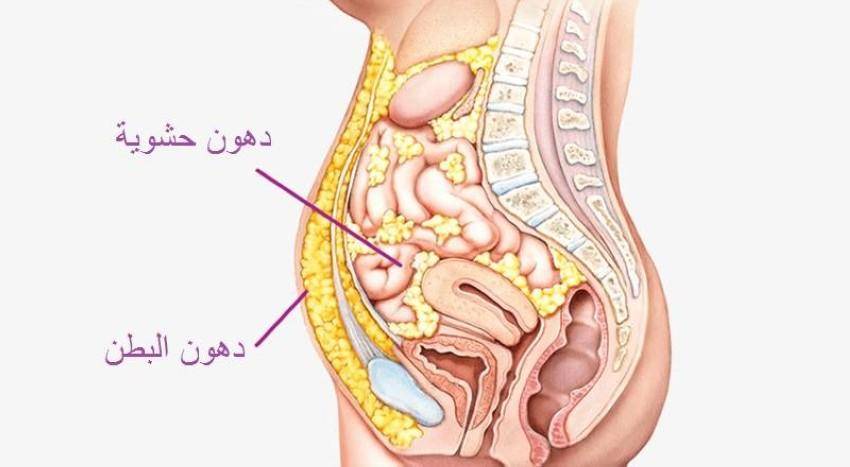 ما هي دهون الجسم الحشوية؟ وكيف تتخلّص منها؟