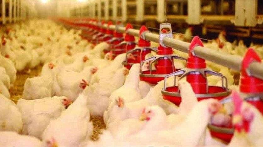 نقابة الدواجن: لم ترتفع أسعار الدجاج