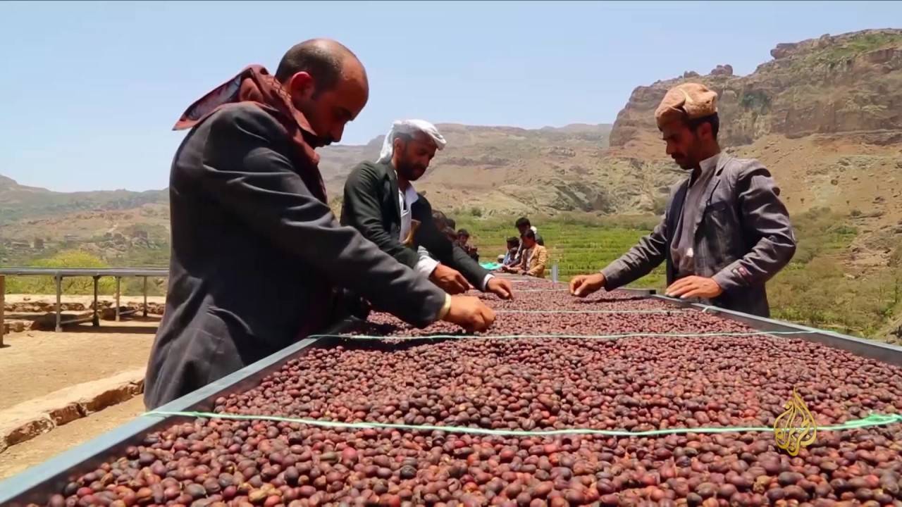 البن اليمني.. أمل بإقتحام الأسواق العالمية!