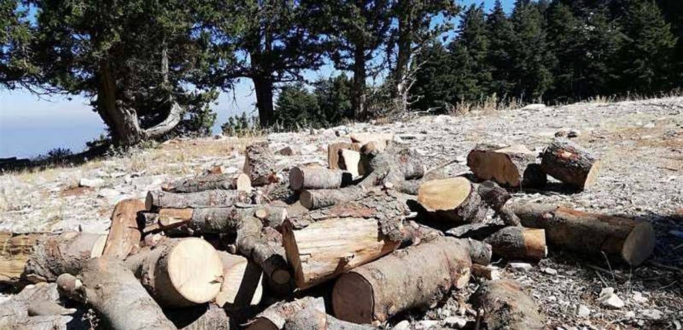 "مافيا" قطع الأشجار على خطى "مافيا" أصحاب المحروقات... مجازر  بالأحراج والغابات
وزير الزراعة لـ "الديار": أكثر من 1000 محضر ضبط  بالمخالفين.. ونعمد الى إقرار قانون لمضاعفة كلّ مُخالفة بعشر مرات