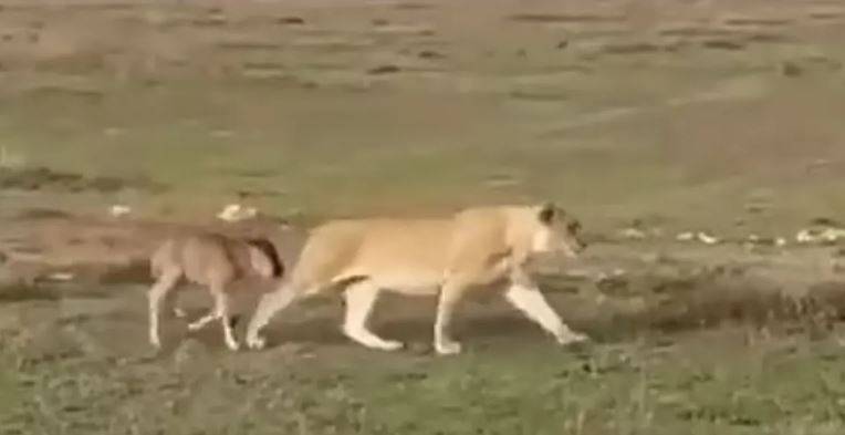 لن تصدقوا.. لبؤة ترافق عجلا صغيرا في إفريقيا!