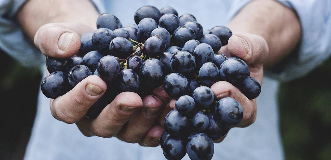 العنب قد يقلل من فرص الإصابة بهذا المرض!