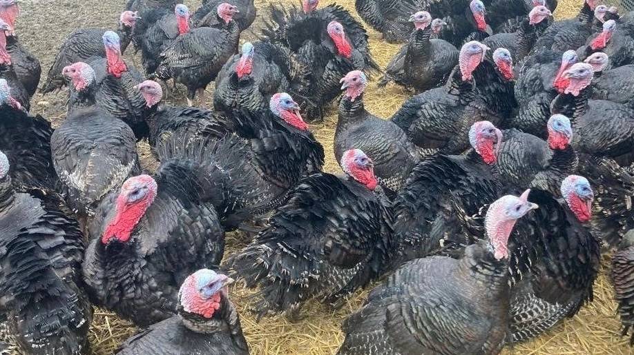 هولندا تعدم آلاف الطيور.. والسبب سلالة إنفلونزا شديدة العدوى