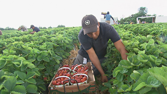 "الكوليرا" انعكست انخفاضا في استهلاك الخضار....
الحويك: التلوث الحاصل هو مسؤولية الدولة المتقاعسة لان مياه
الصرف الصحي وبقايا المستشفيات ونفايات المصانع تصب في الانهر