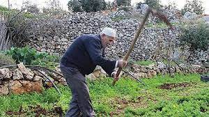 بالصورة: فجلة تزن أكثر من 5 كيلوغرام دون مواد كيماوية!