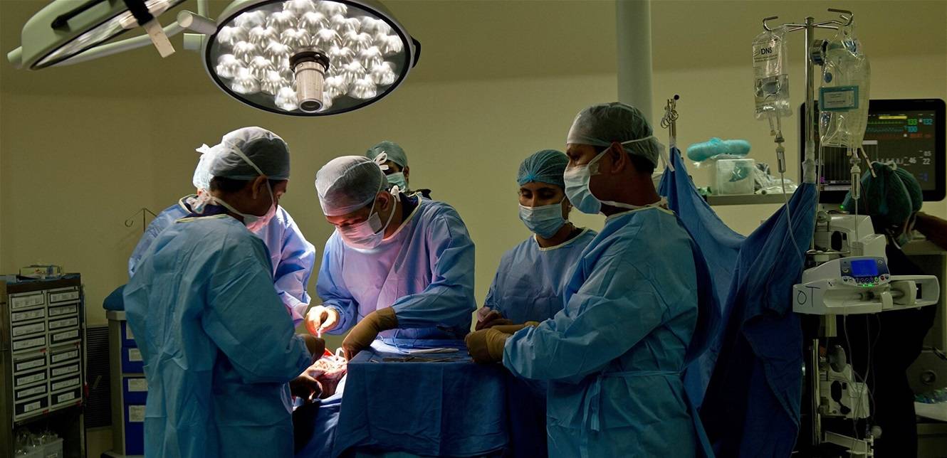 لأول مرة... زراعة "أعضاء خنزير" في أجساد قردة!