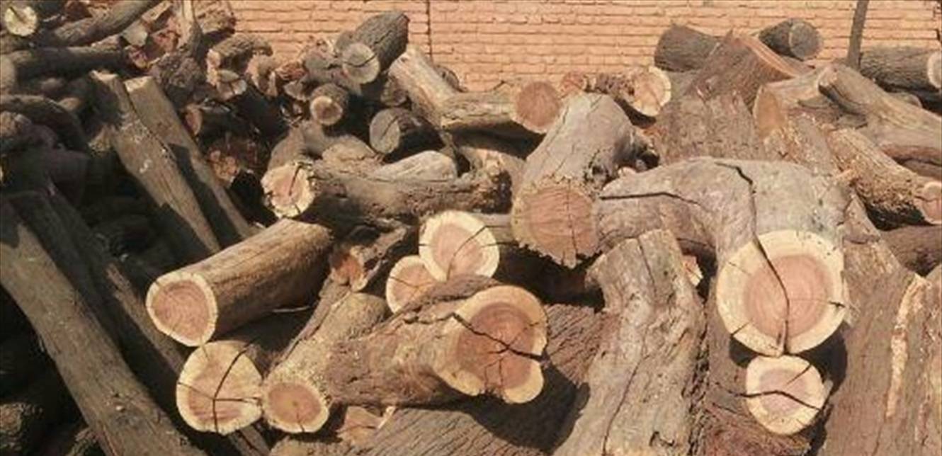 مسابقة في تقطيع الحطب... من هم أبطالها؟