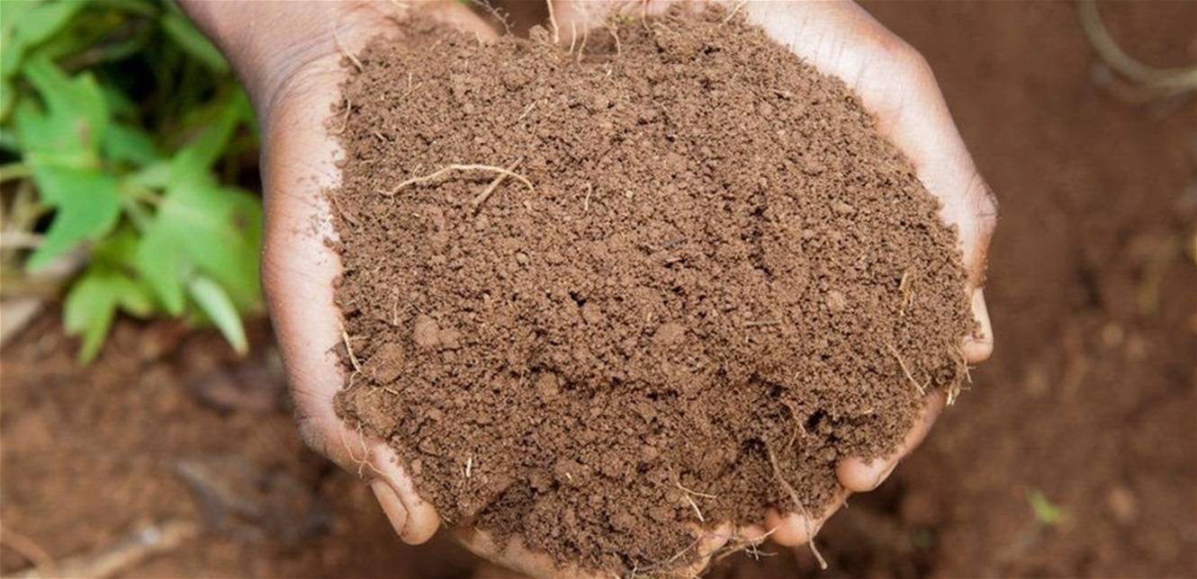 بعد الموت.. "التسميد البشري" يمنح البيئة حياة جديدة