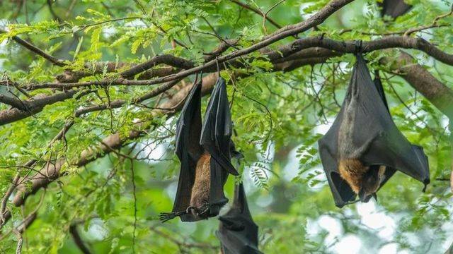 تحديد 5 فيروسات جديدة من الخفافيش.. اليكم التفاصيل