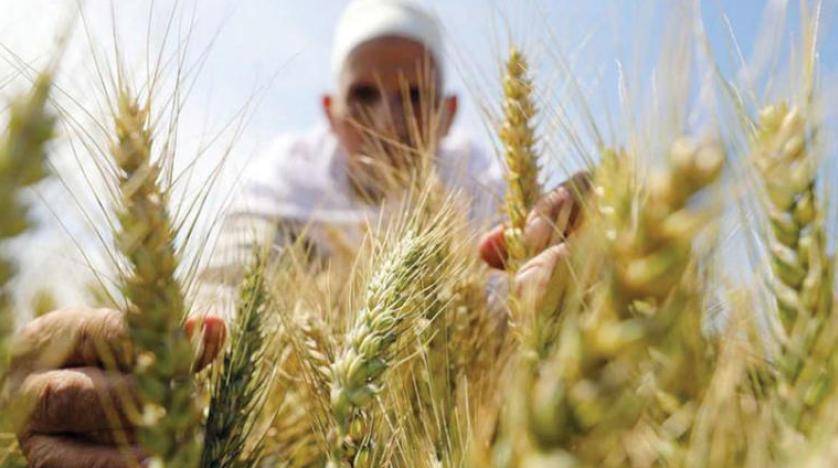 احتياطيات مصر من القمح تكفي استهلاك أكثر من 5 أشهر