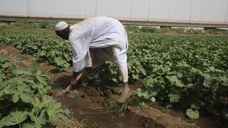 كيف علّقت الحكومة المصرية على الأنباء المتداولة حول تسمّم محاصيل البلاد؟