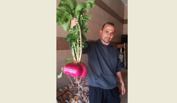 فجلة جنوبية بـ100 ألف ليرة!
