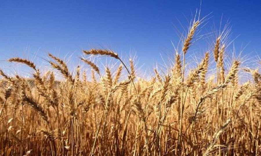 هل من أزمة رغيف في الأفق؟