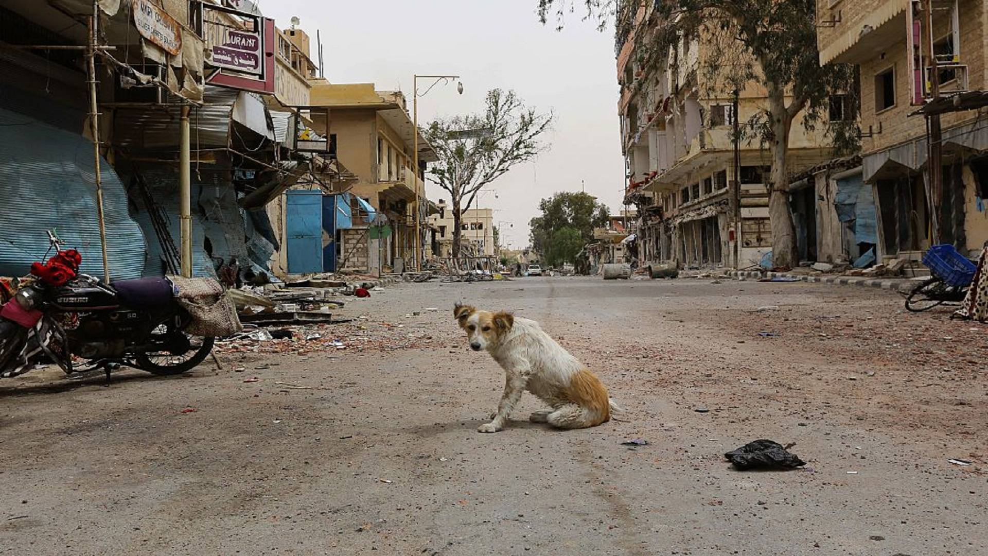 فاجعة الموصل.. كلاب ضالة تنهش أجساد 9 أطفال