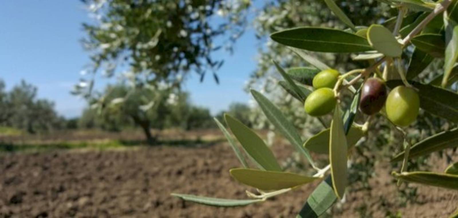 تجمع هيئات قطاع الزيتون: سنمنع دخول أي شحنة لزيت أجنبي إلى لبنان