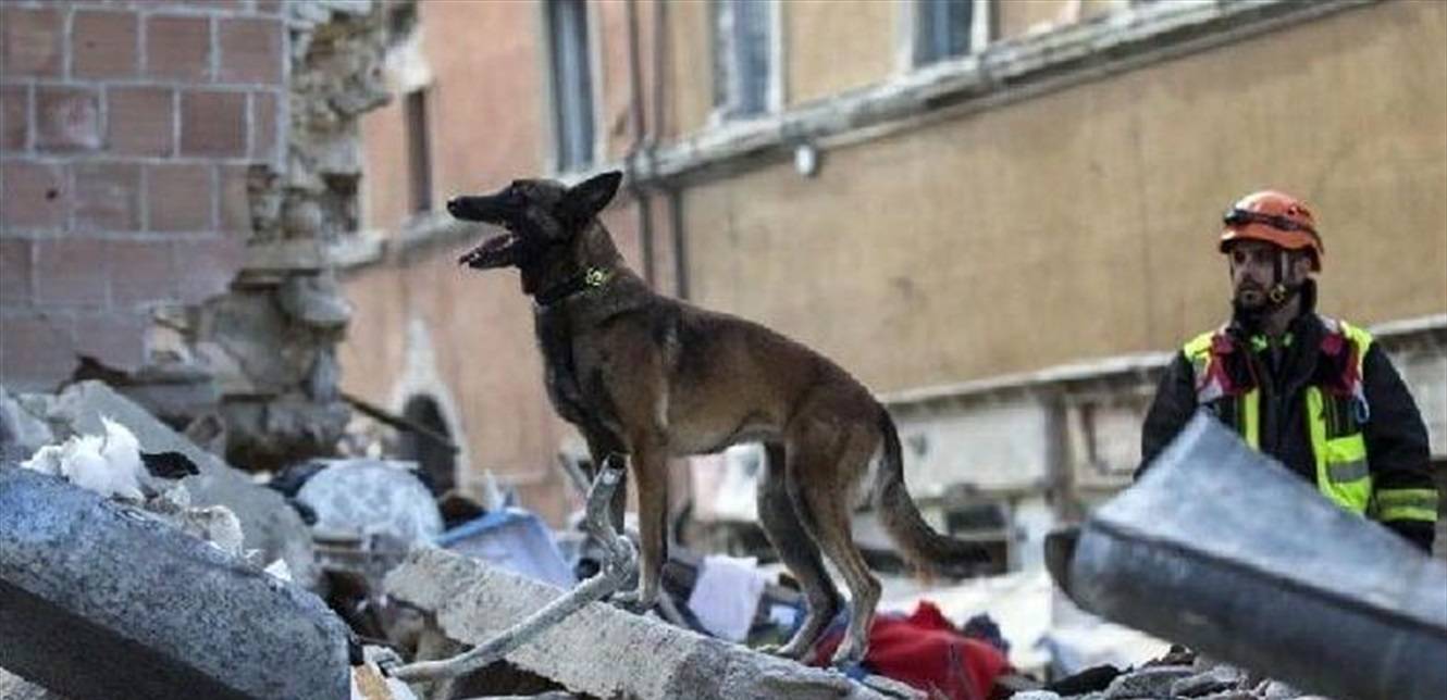 الحيوانات تصرفت بشكل غريب... هل شعرت بالزلزال؟
