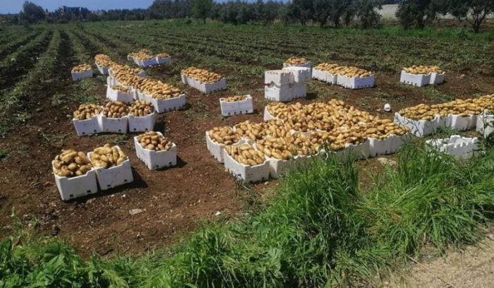 مزارعو البطاطا: لوقف الاستيراد
من مصر مع انطلاق الموسم اللبناني