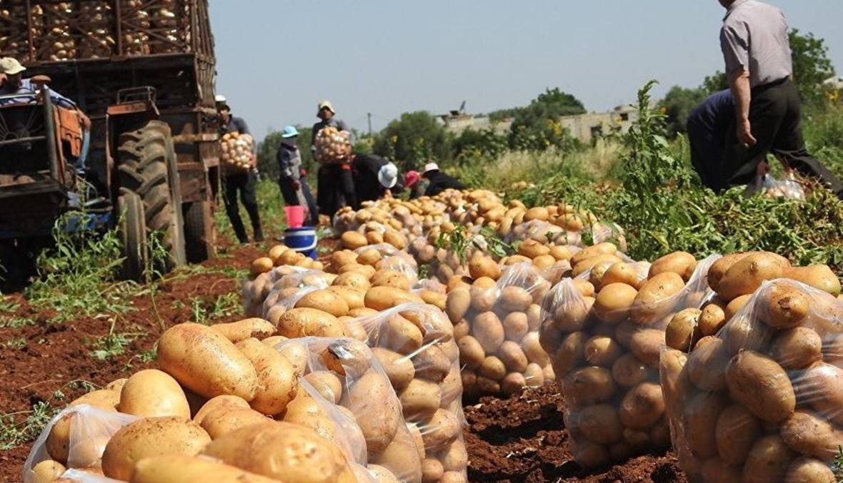 مزارعو البطاطا في عكار: إدخال المصرية إلى لبنان سيواجه بالتصعيد