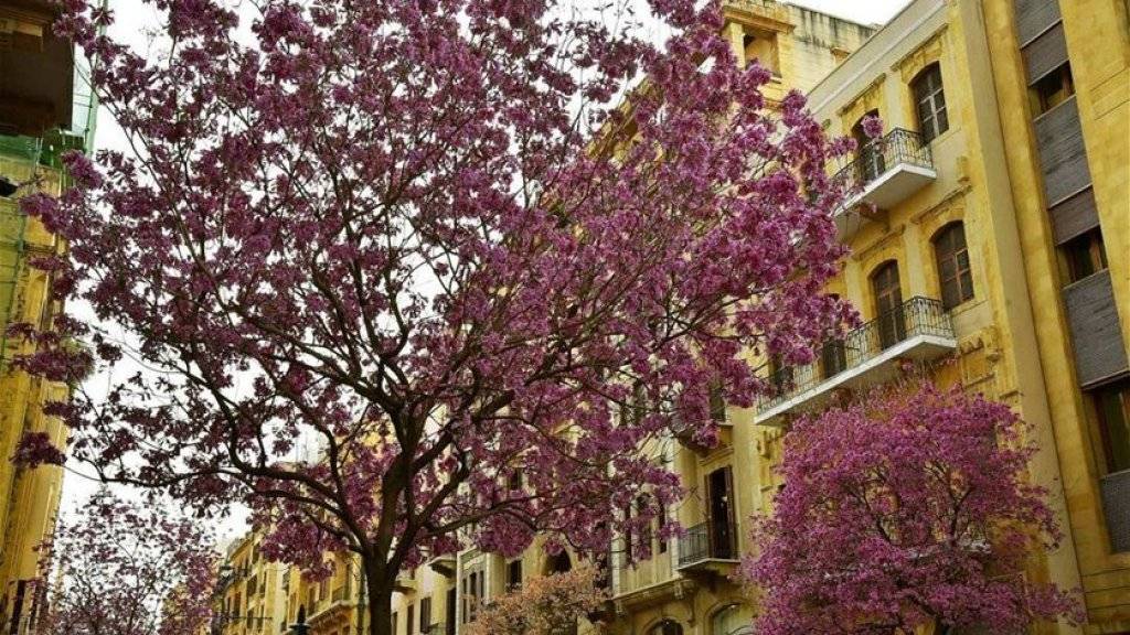 طقس ربيعي مستقر يسيطر على لبنان
