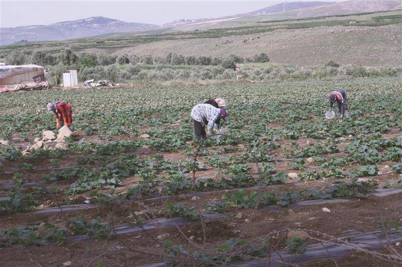نقابة العاملين الزراعيين في الجنوب تدين استهداف "اسرائيل" مصادر عيش عائلات لبنانية