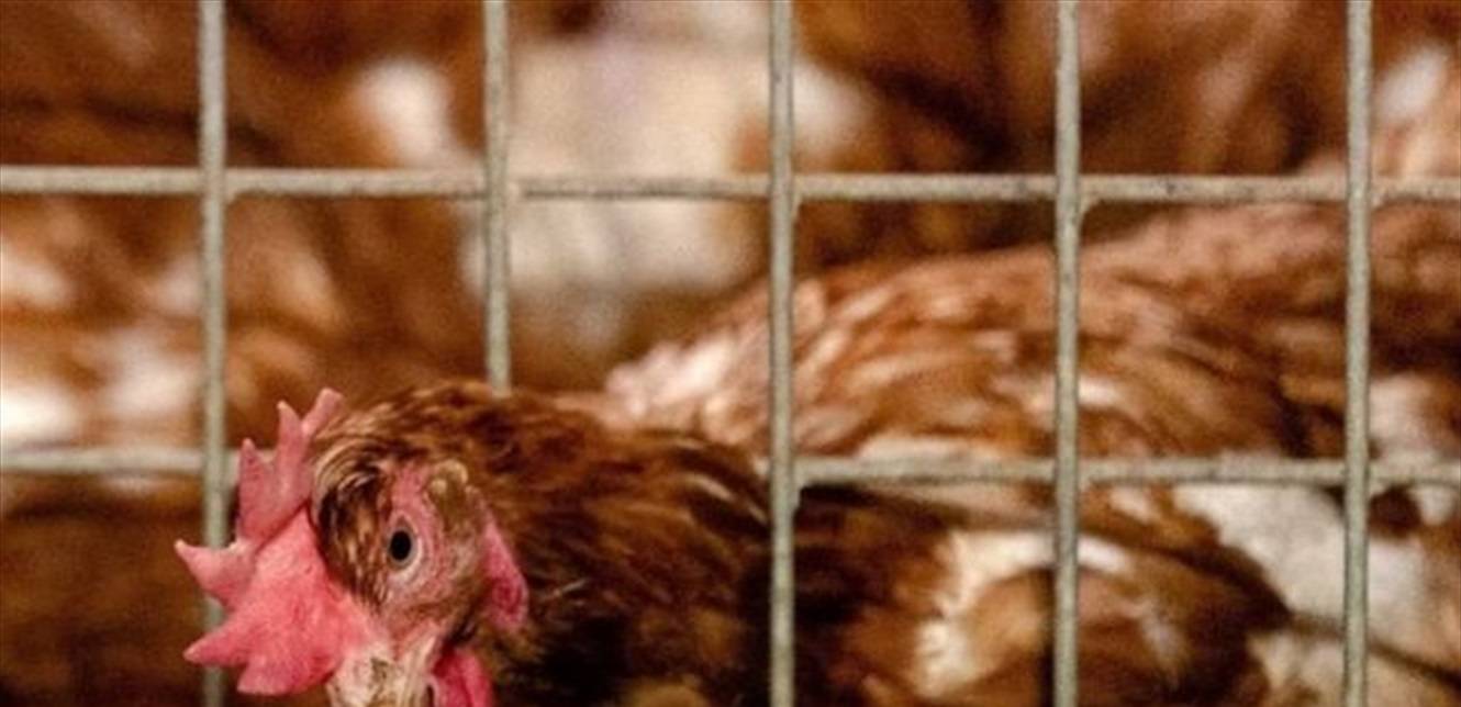 أول حالة وفاة بشرية بأنفلونزا الطيور... هذا ما تم تسجيله في الأمس