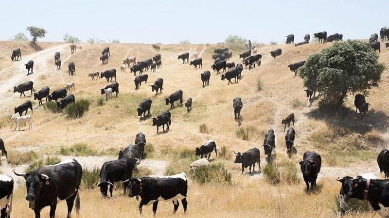 فيروس يهدد أبقار أوروبا... والسبب؟