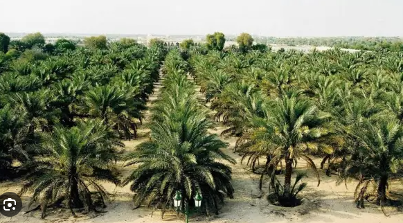 مصر تتفوق على السعودية في أكبر مزرعة تمور بالعالم