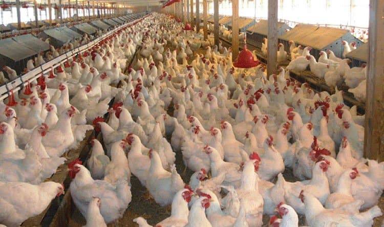نقابة مستوردي اللحوم والدواجن: تنفيذ الضريبة الجديدة ستهدد الأمن الغذائي للشعب اللبناني