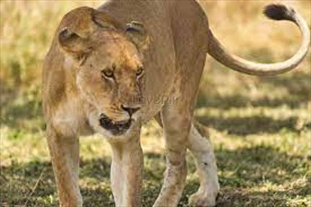 في برلين.. الإستعانة بالدبابات والقناصة للبحث عن "لبؤة شاردة"