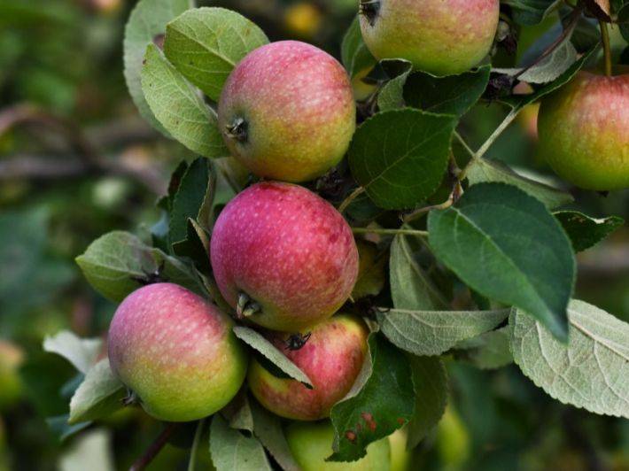 هل موسم التفاح في خطر؟