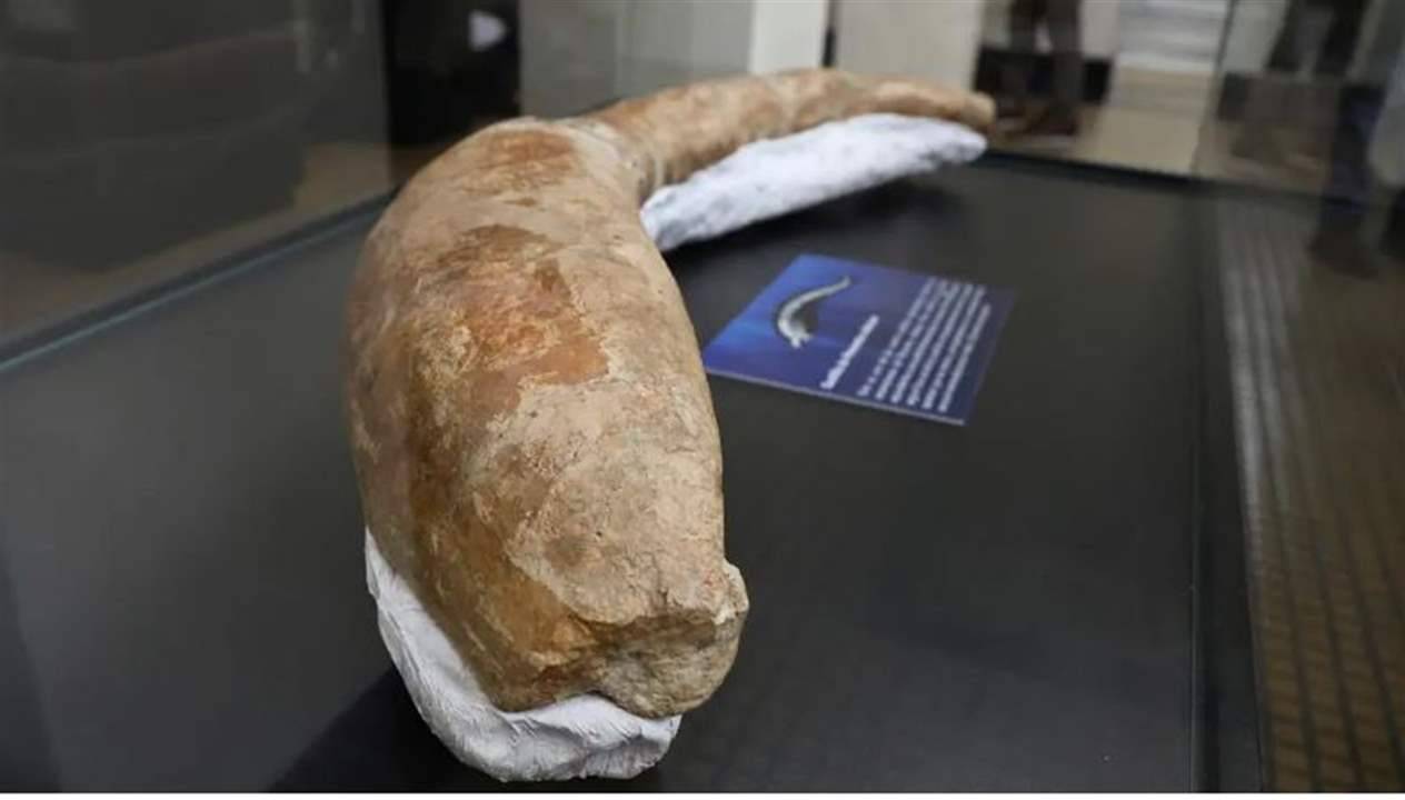 العثور على أضخم مخلوق عرفته الأرض