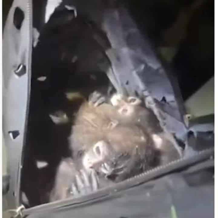 تهريب قرود في حقيبة ظهر!