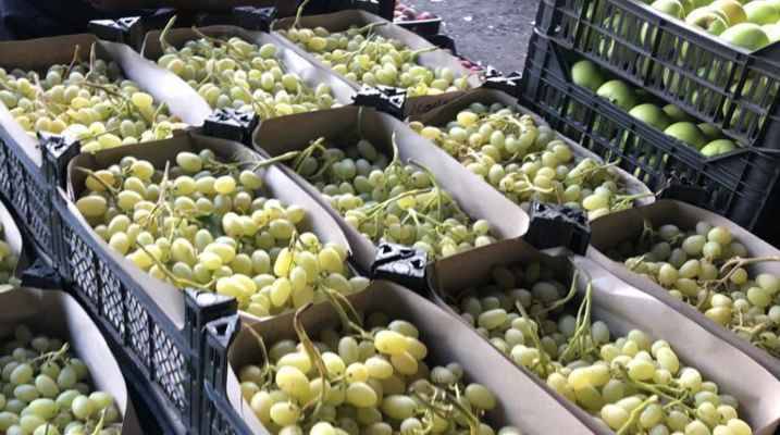 العنب السوري يغزو الاسواق اللبنانية
ومزارع الكرمة في البقاع بخطر