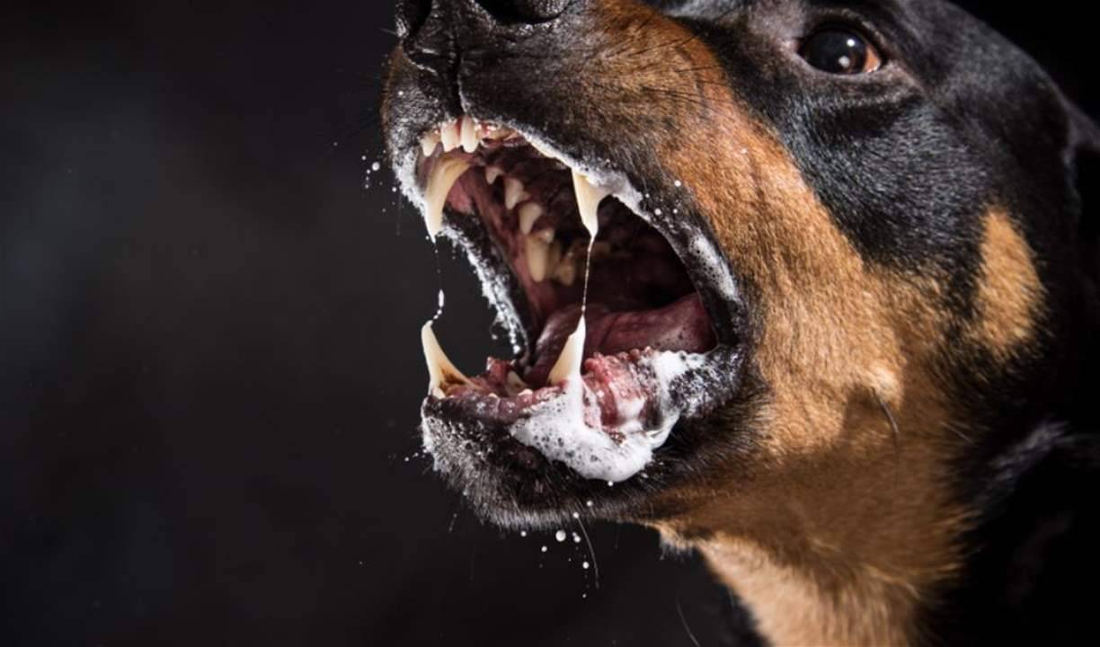 بعض الكلاب قد تقتلك.. أشرس 10 كلاب في العالم