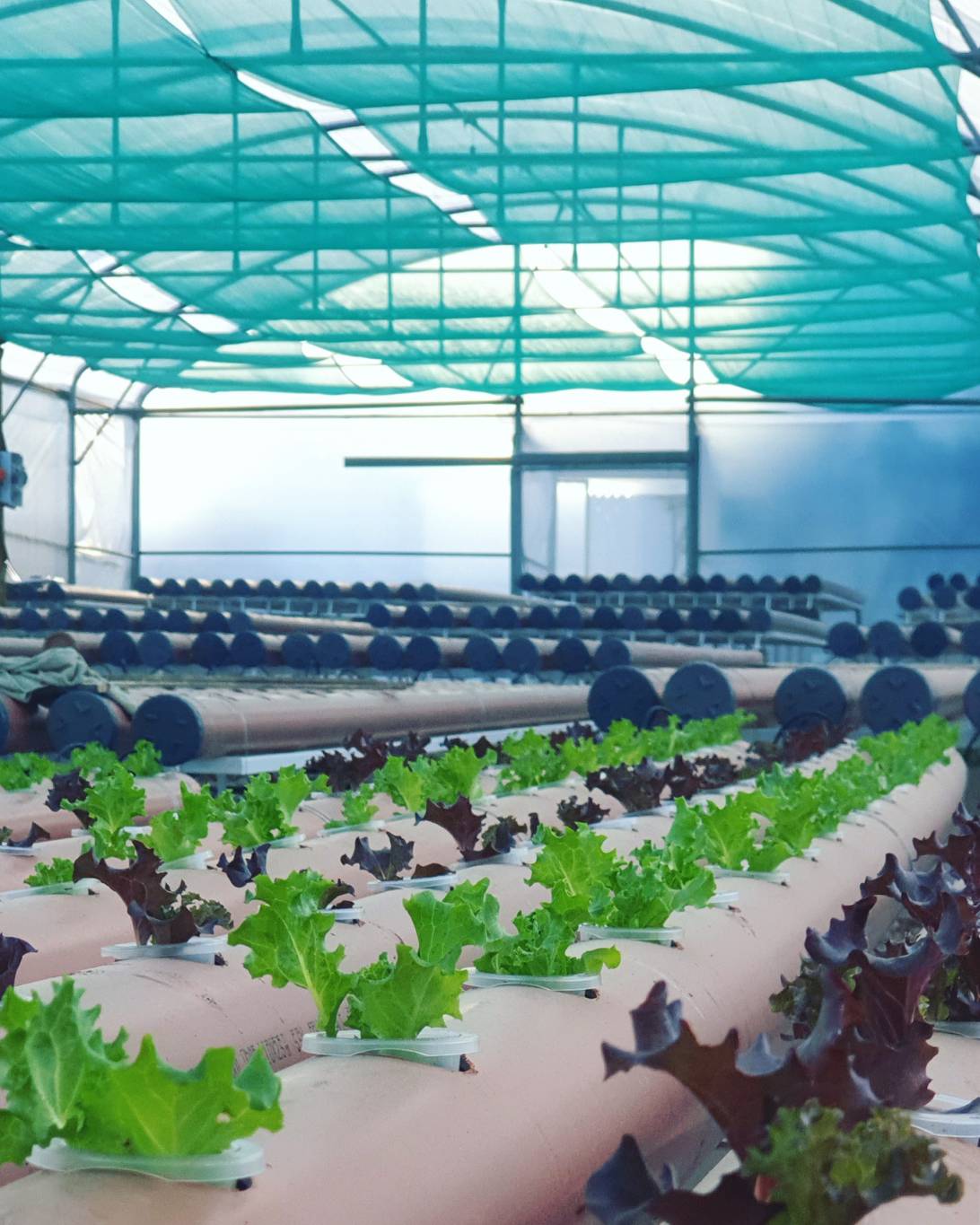 التكنولوجيا الزراعية في وجه الامراض... تعرّف أكثر على نظام الـ"Hydroponics"