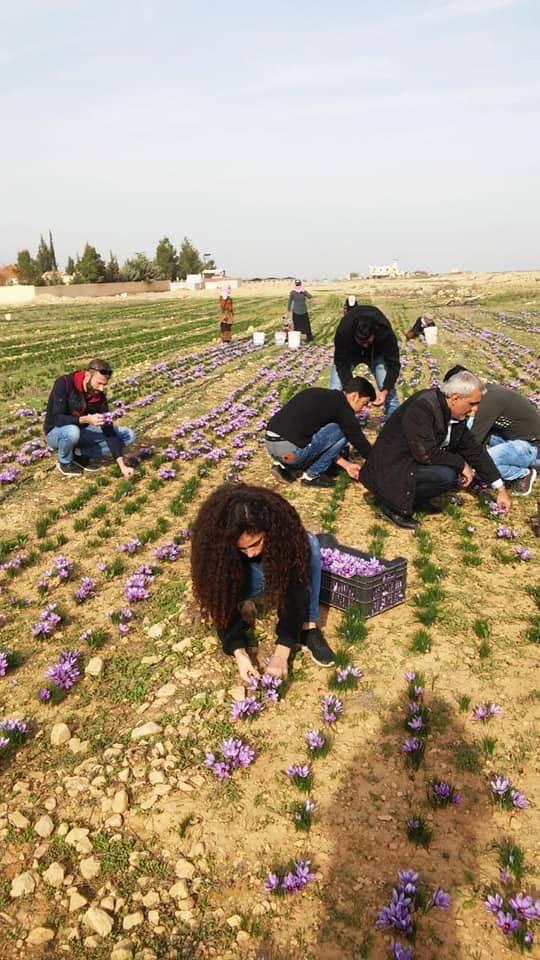 زراعة الزعفران تتوسّع بقاعاً... وقد يكون بديلاً لزراعة المخدرات والقنب الهندي